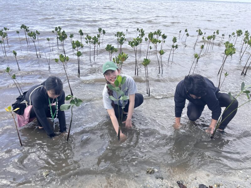 マングローブ植林活動